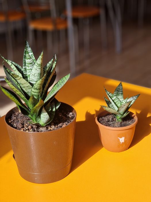 Комнатное растение.