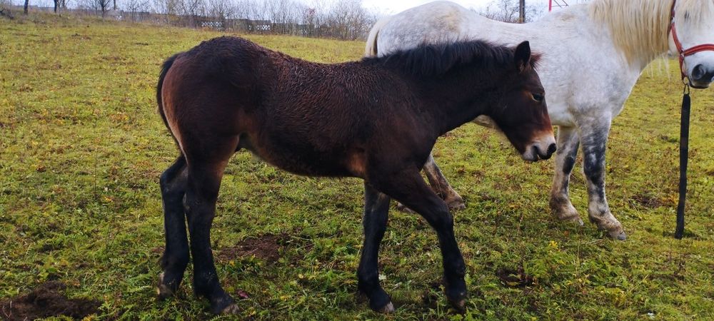 Vând mânji din cai grei