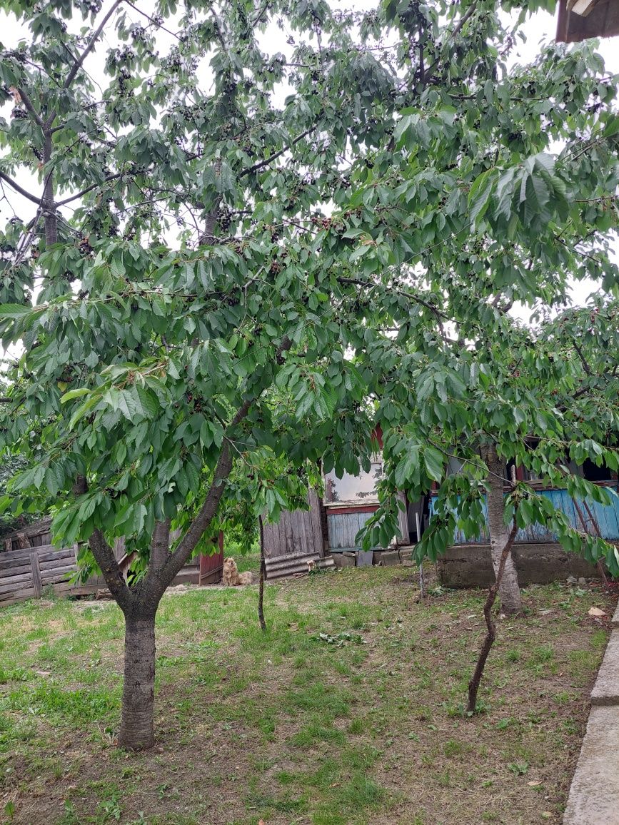 Casă de vânzare Hilița-Costuleni