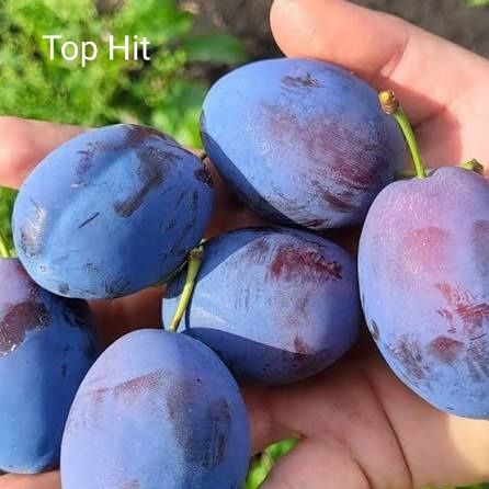 Pruni la oferta pachet de 10 bucati anul 3 coroana formata- 170 lei