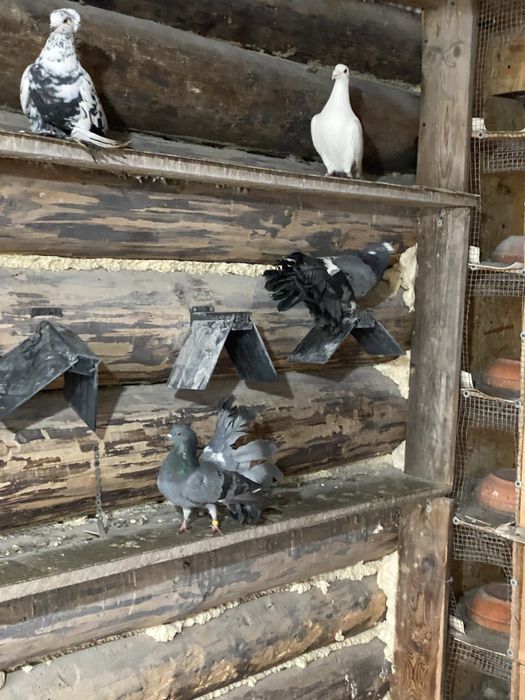 Vand porumbei pave, indieni, galateni, incaltati