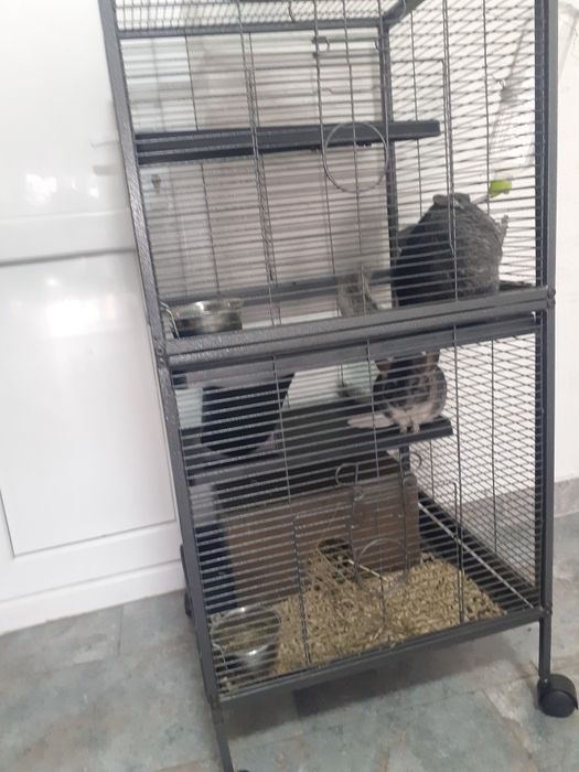 Cusca mare iepuri, pasari