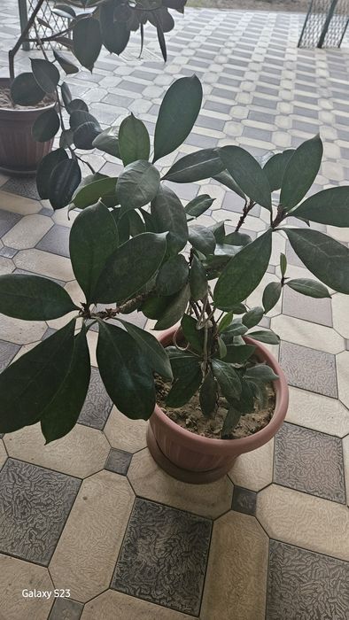 Растении Фикус продаются