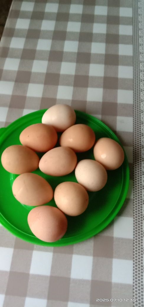 Продам пищевое яйцо цесарки
