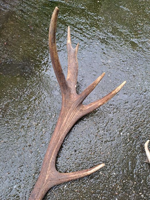 coarne cerb 95 - 100 cm