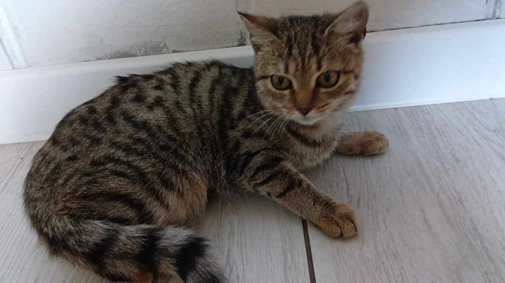 Котëнок 5- 6 месяцев