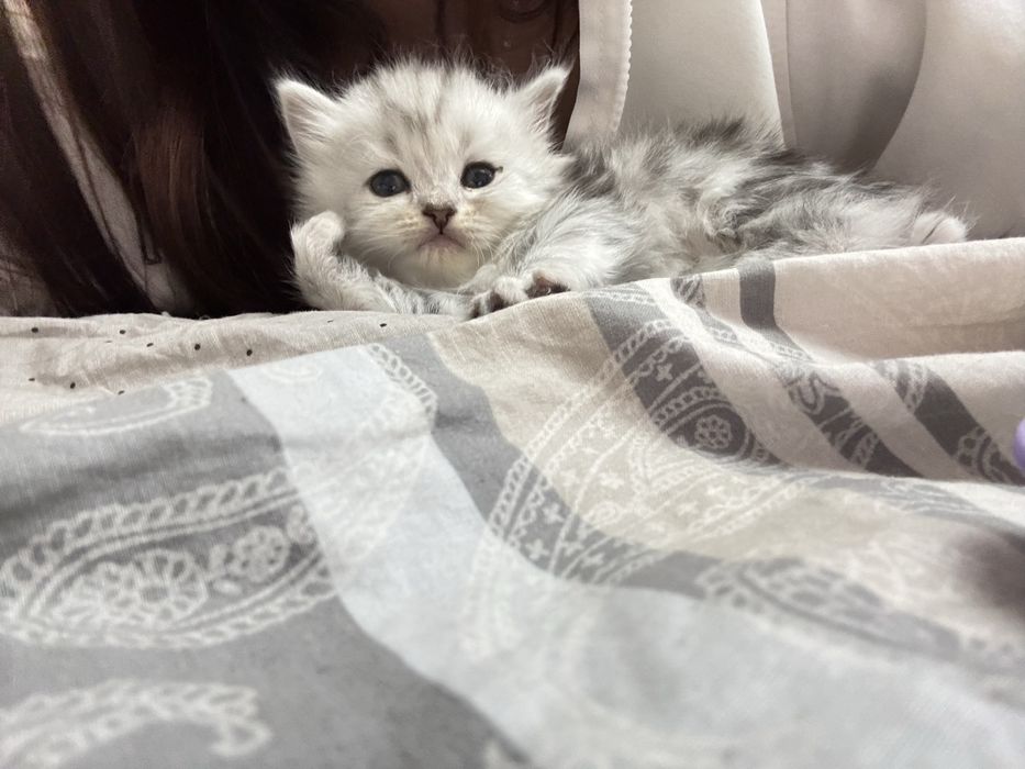 продаю котенка породистого