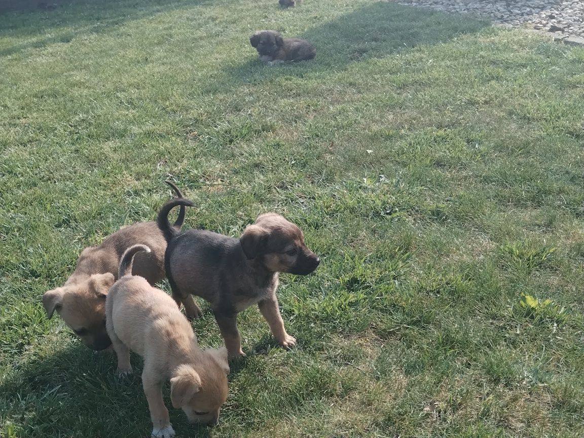 Donez cățeluși, din tata labrador și mama shar pei