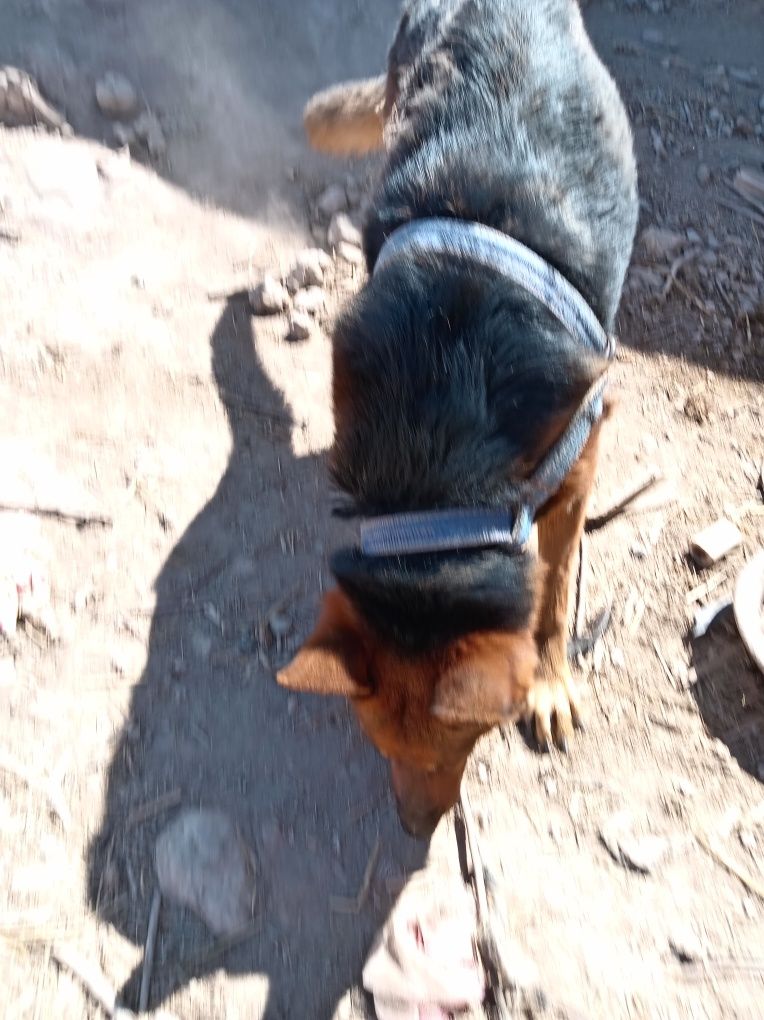 Nemis avcharkasi