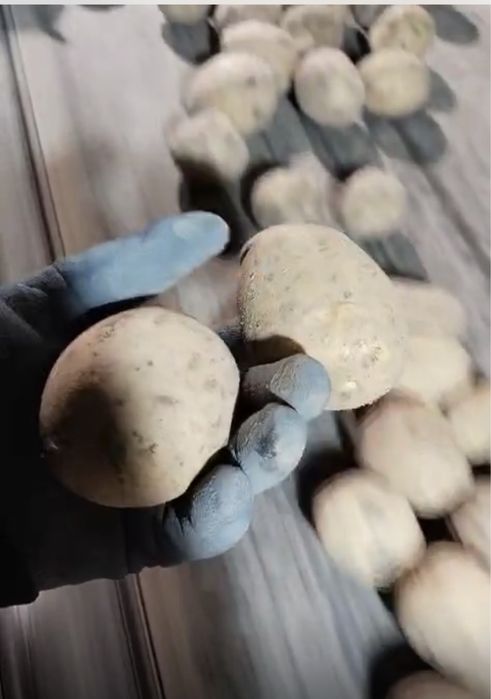 Картошка всех видов и сортов