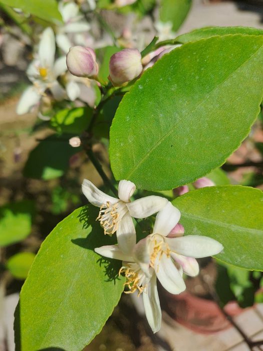Limon daraxti sotiladi