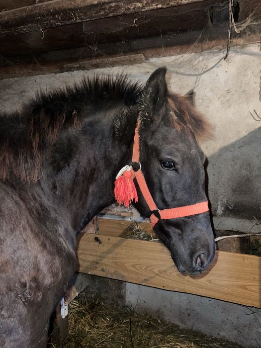 Vand manza de 4 pe 5 luni