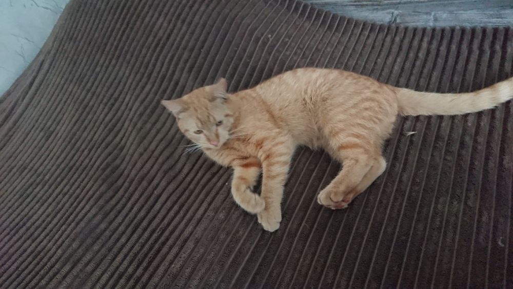 Отдам двух кошек