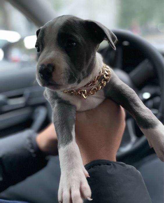 Pui amstaff parinti pedegree !