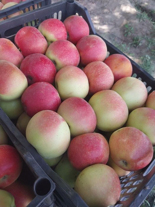 Mevaliy koʻchatlar ishonchliy