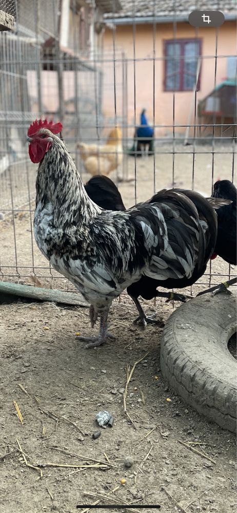 Familie australorp splash+albastru lavanda