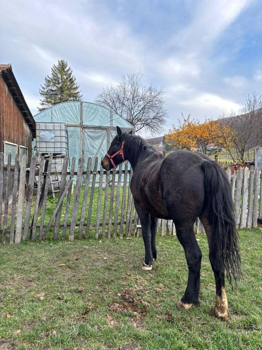 Vând mânză neagră