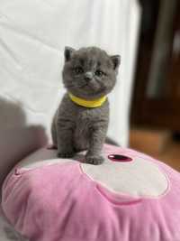 British shorthair