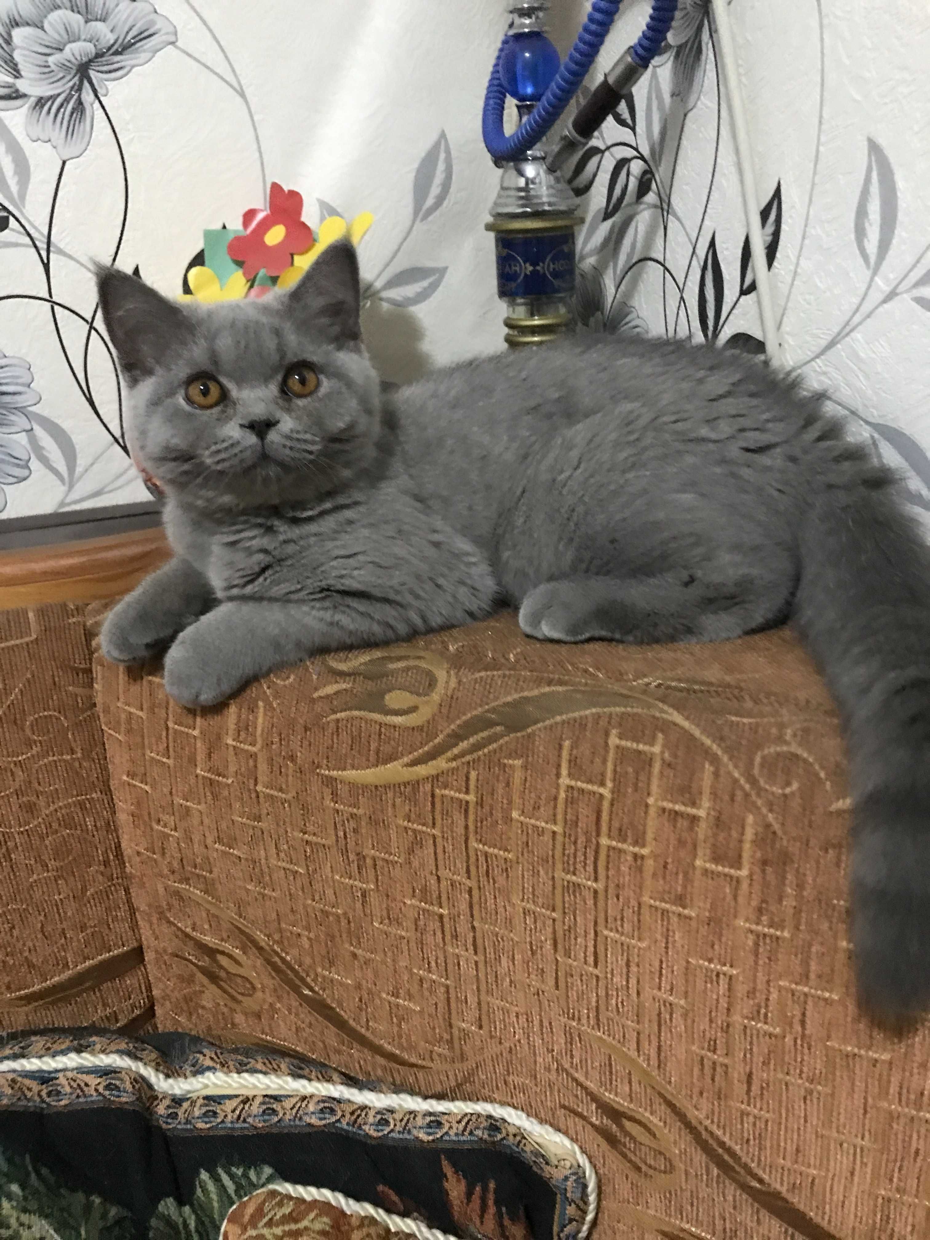 Британские короткошёрстные котята !