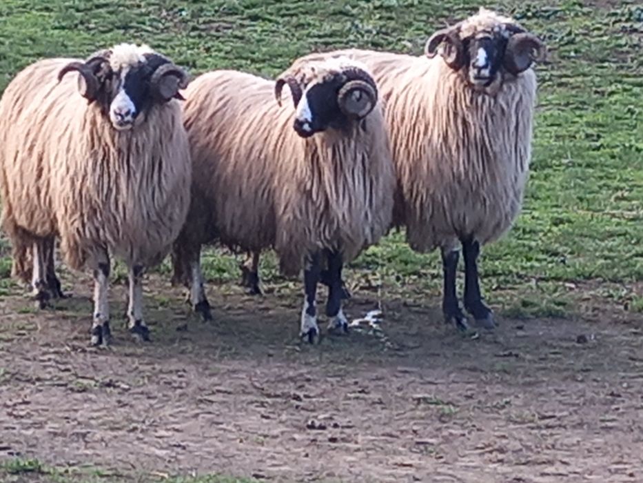 Disponibili 2 strămiori și 1 mior brezi