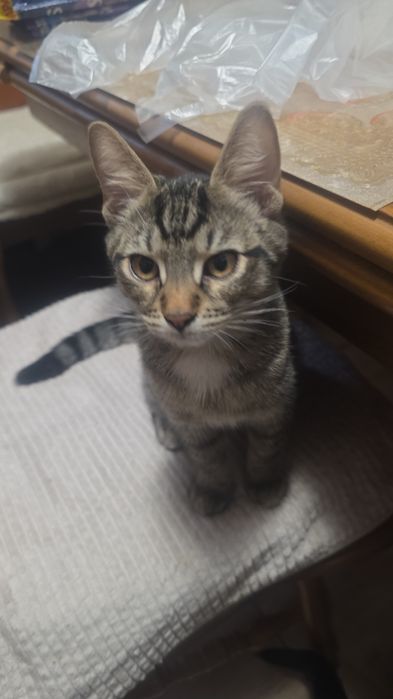 Donez pui pisica crescuți in casa