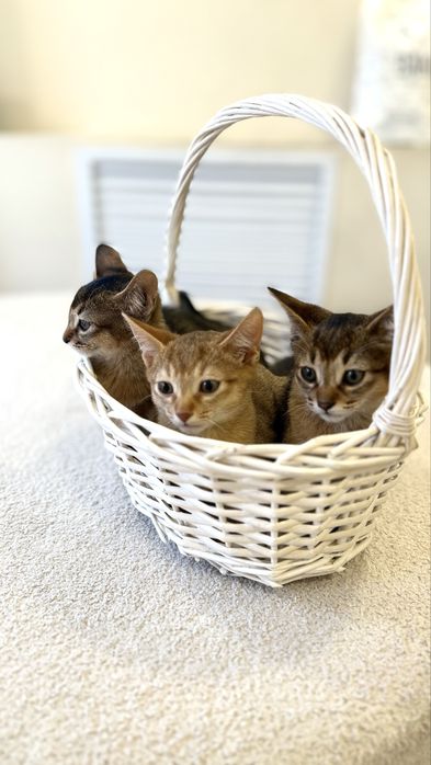 Продажа невероятных абисcинско-чаузи котят!