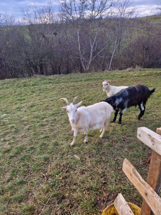 Vand o capra ,doi iezii si un țap