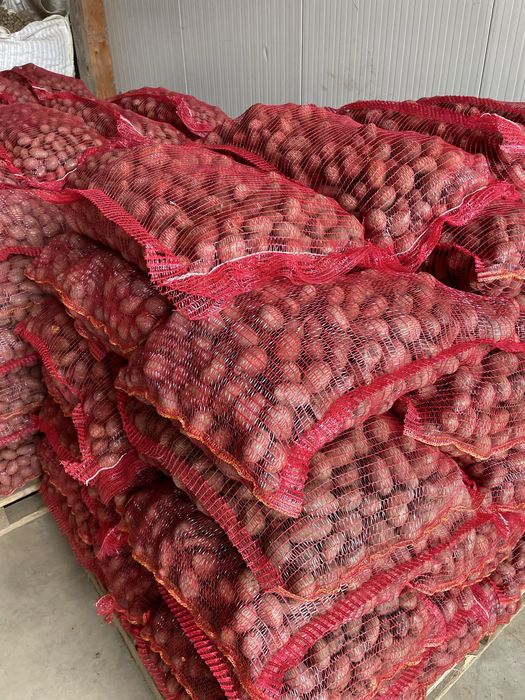 Cartofi samanta red lady