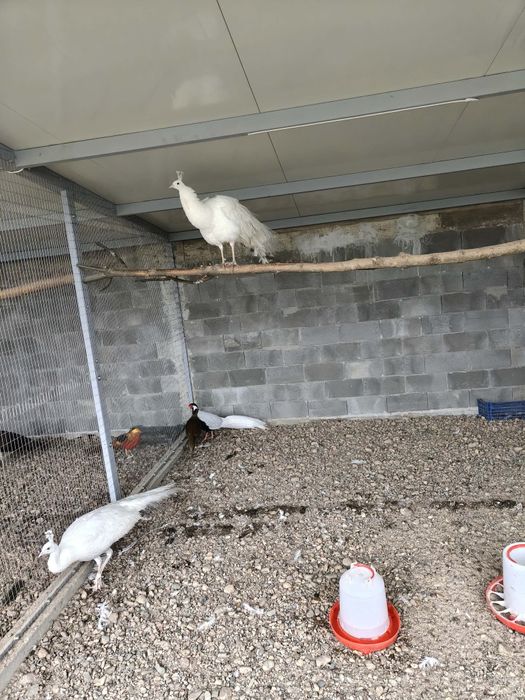 Продавам или заменям мъжки бял паун