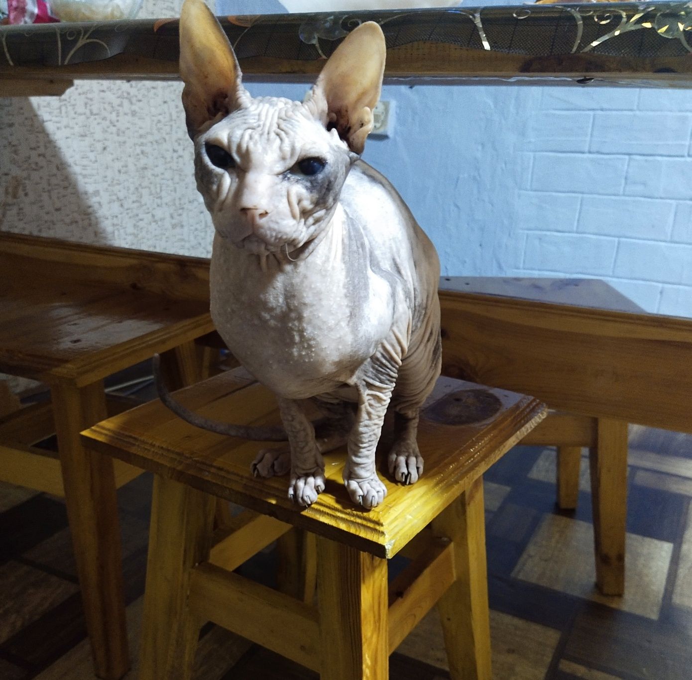 Кошечка ищет жениха.