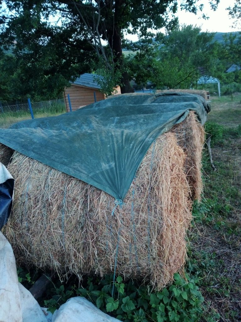 Vând baloți de lucernă 11 baloți