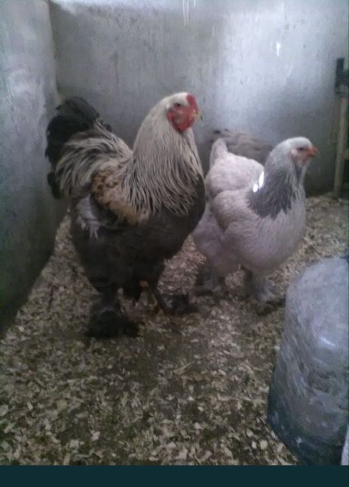 Gaini de rasa, cocosi albi, gaini de tara, oua