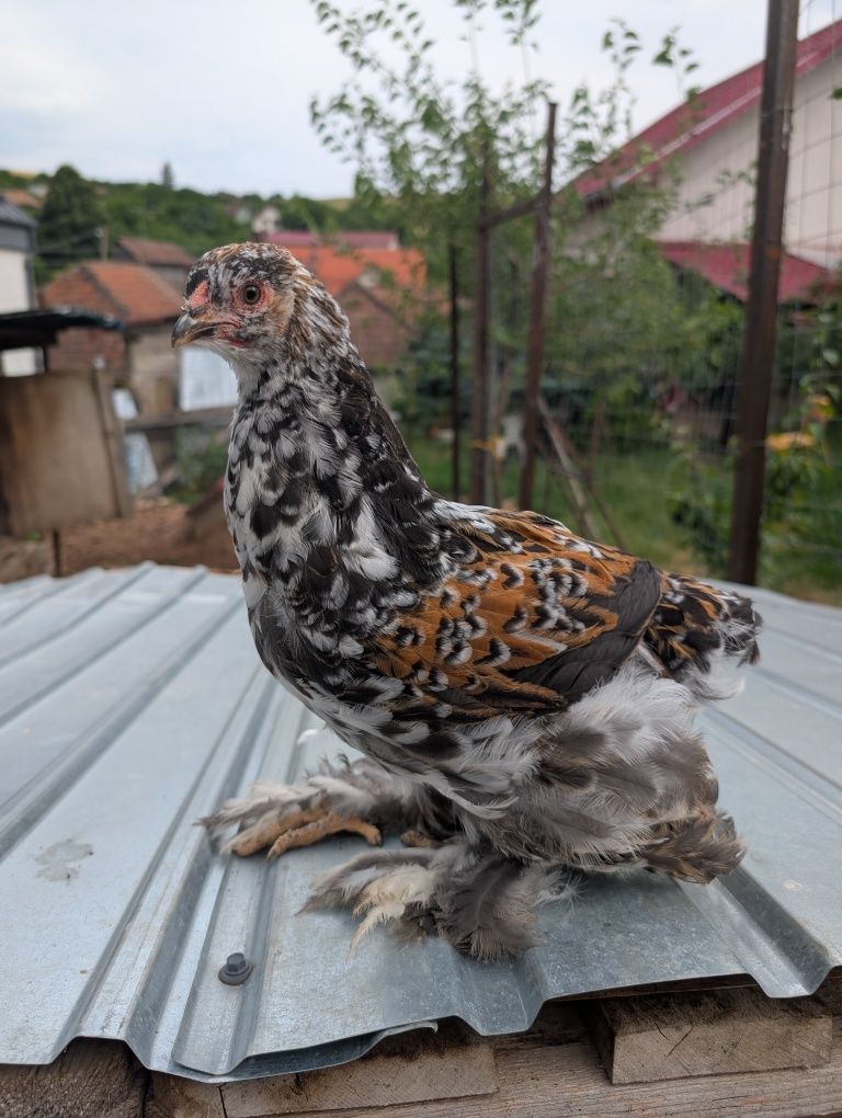 Pui găini găina oua brahma porțelan