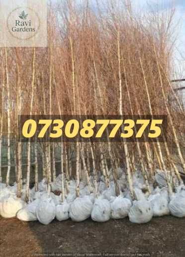 Arbori Foioși (3-5m+) • Mesteacan • Tei, Platan