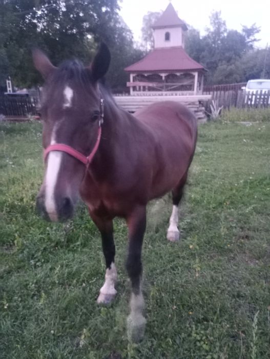 Vînd iapa semigrea de 8 ani!