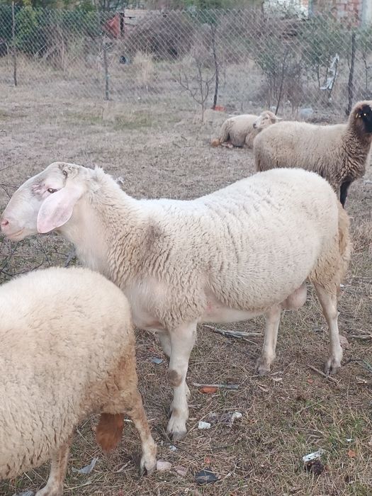 Продавам коч по причина че не ми трябва