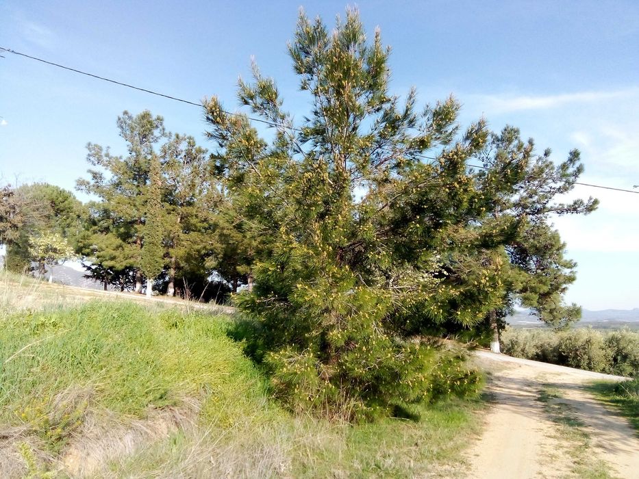 Парцел 790; кв.м. в с. Офринио, Панорама море-115000 евро.