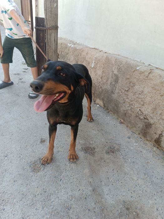 Doberman parida paslushniy sabaka