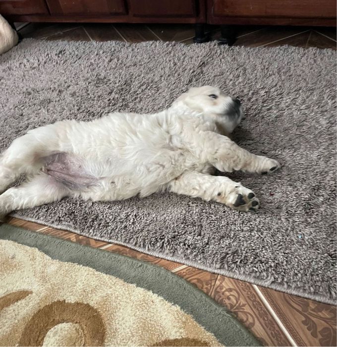 Golden Retriever fetita