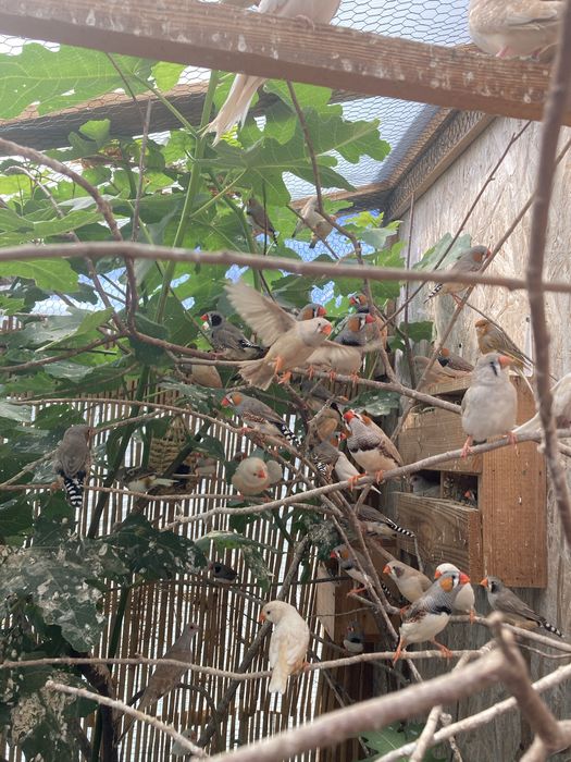 Pereche zebre australiene