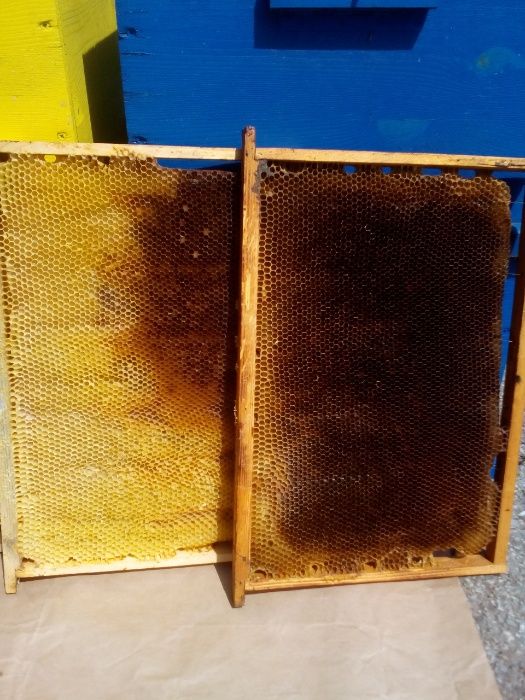 Изградени пчелни пити-празни и пълни с мед.Ценрофуга