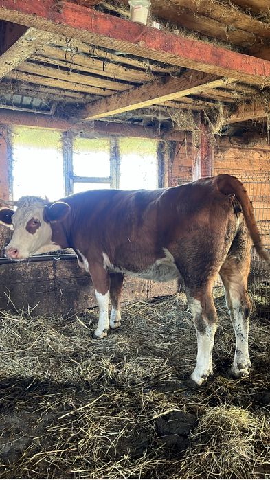 Vând juninci gestante