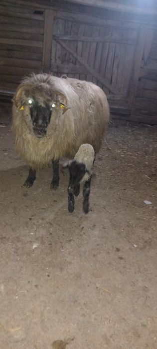 Vând două oi fătate