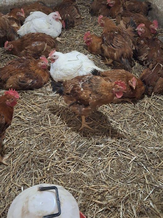 Vind Pui rasă mixtă de la 2,5 kg până la 3 kg