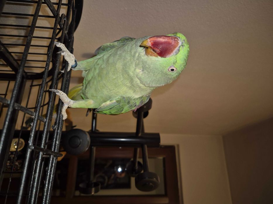 Papagal Marele Alexandru, inel inchis