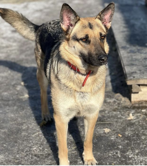 Собака в хорошие руки