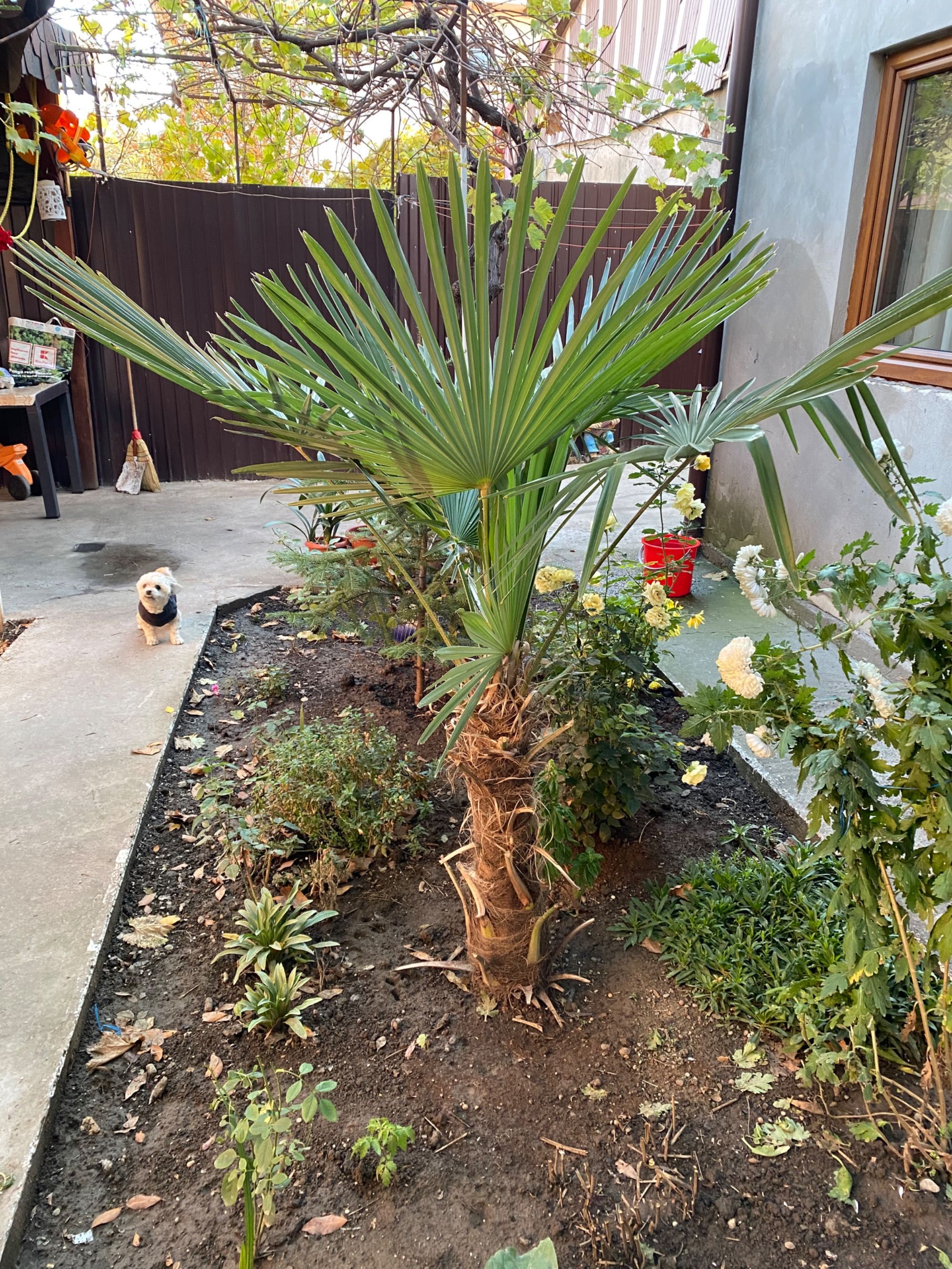 Palmier Washingtonia Robusta