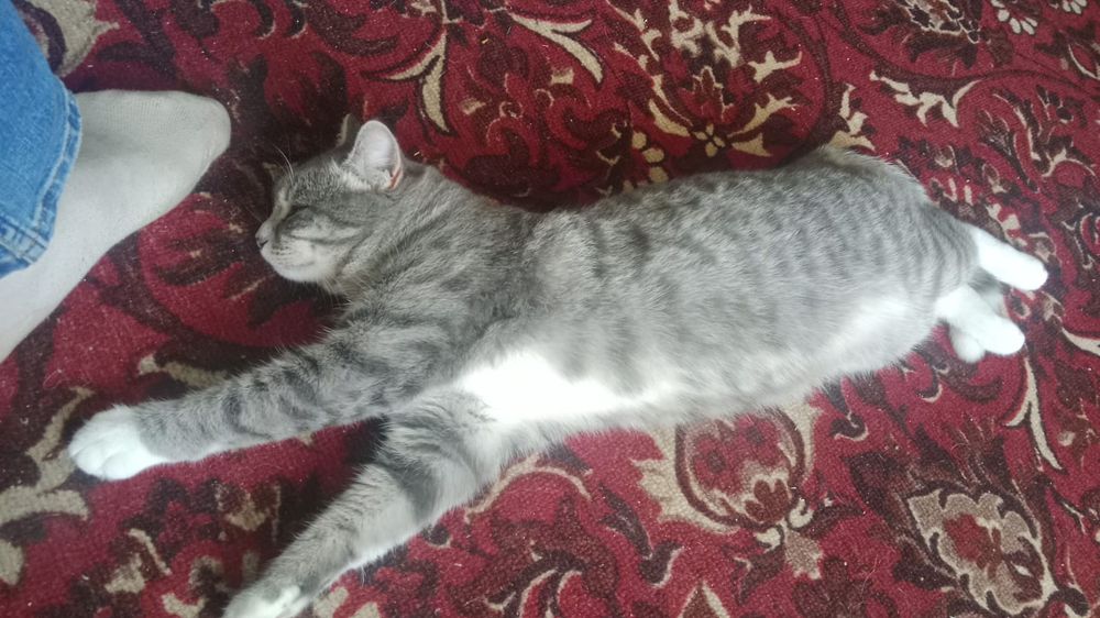 Отдам в хорошие руки