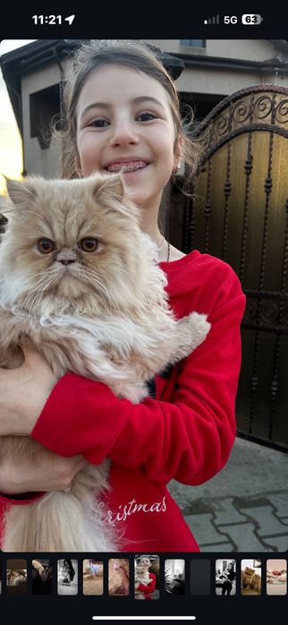 donez pisica persana