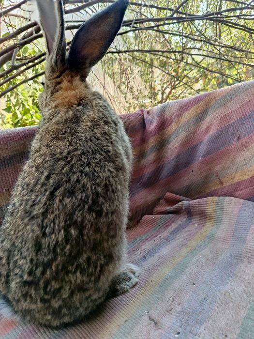 Фландр самест сотилади